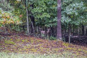 Bucks male deer in the forest photo