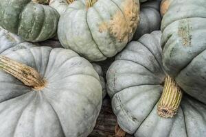 Ghosts pumpkins closeup photo