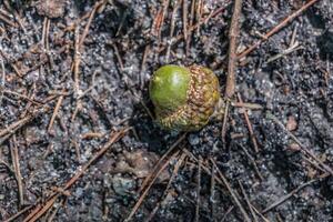 Green acorn laying on the ground photo