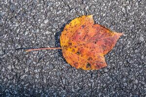 otoño hoja en asfalto foto