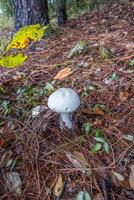 emergente hongos en el bosque foto