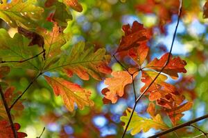 Oak leaves turning color photo
