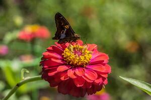 Silver-spotted skipper butterfly closeup photo