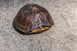 Box turtle hiding in its shell photo