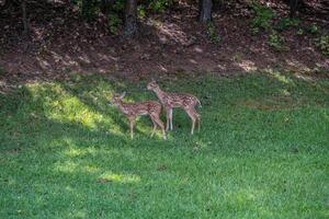 Two whitetail deer fawns together photo