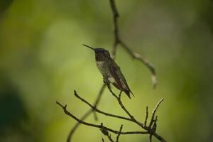 Juvenile hummingbird closeup photo