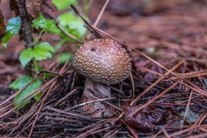 Emerging speckled cap mushroom photo