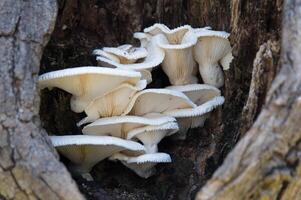 Mushroom cluster inside a tree closeup photo