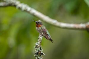 Ruby-throated hummingbird closeup photo