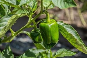 Green peppers growing closeup photo