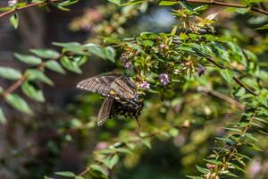 negro cola de golondrina mariposa en un flor foto