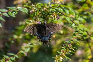 negro cola de golondrina mariposa en un flor foto