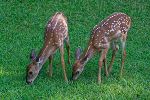 Whitetail twin deer fawns closeup photo