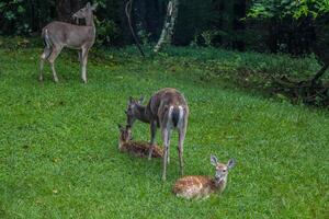 Mother doe grooming her fawns photo