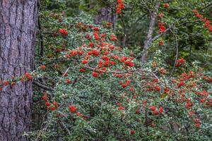 Firethorn bush with red berries photo