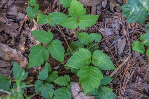 Poison ivy closeup photo