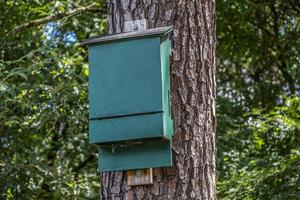 Bat house on a tree closeup photo