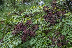 Elderberry tree with fruit closeup photo