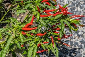 Red chili pepper plant photo