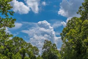 Fluffy white clouds through the trees photo