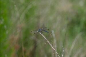 Blue dragonfly on tall grass photo