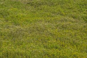 Field full of wildflowers photo