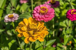 vistoso zinnias de cerca foto