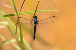 Dragonfly resting on a blade of grass photo