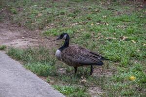 Canadian goose walking on the trail photo