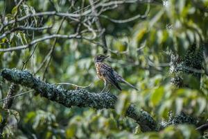 American robin fledgling photo