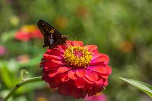 patrón mariposa en un zinnia foto