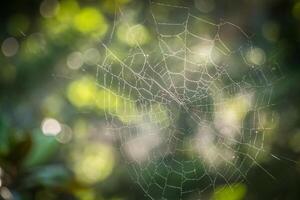 Empty spider web photo