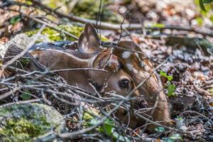 Fawn resting closeup photo