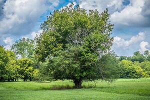 grande antiguo árbol en un campo foto