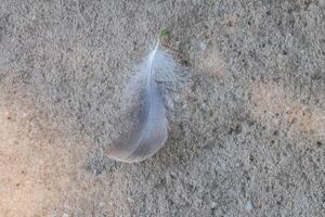 A feather laying on the ground photo