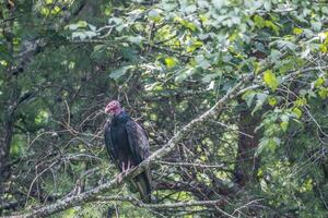 Turkey vulture in a tree closeup photo