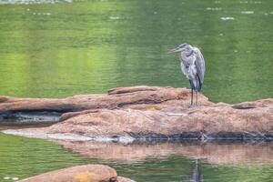 Great blue heron standing on a rock photo