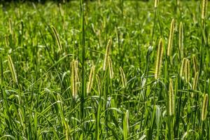 Foxtail tall grass closeup photo