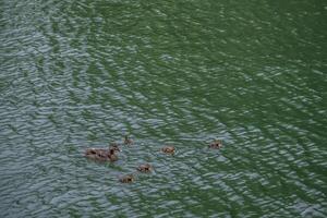 Mother duck with her ducklings photo