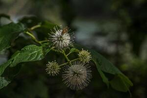 Buttonbush plant with a honeybee photo