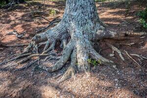 Tree trunk with exposed roots photo