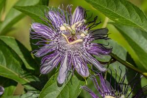 Passionflower in full bloom photo
