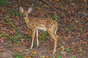 Maturing fawn posing photo