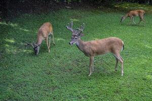 Male bucks deer eating together photo