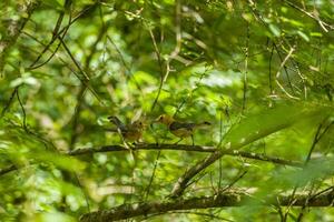 Prothonotary warbler feeding its baby photo