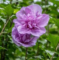 Rosa de sharon arbusto de cerca foto