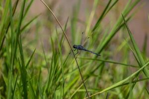 oscuro azul libélula de cerca foto