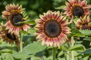 Reddish yellow sunflowers closeup photo