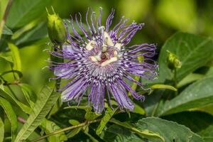 Passionflower in bloom closeup photo