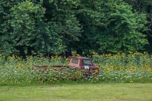 1960 caza corvair camión en un campo foto